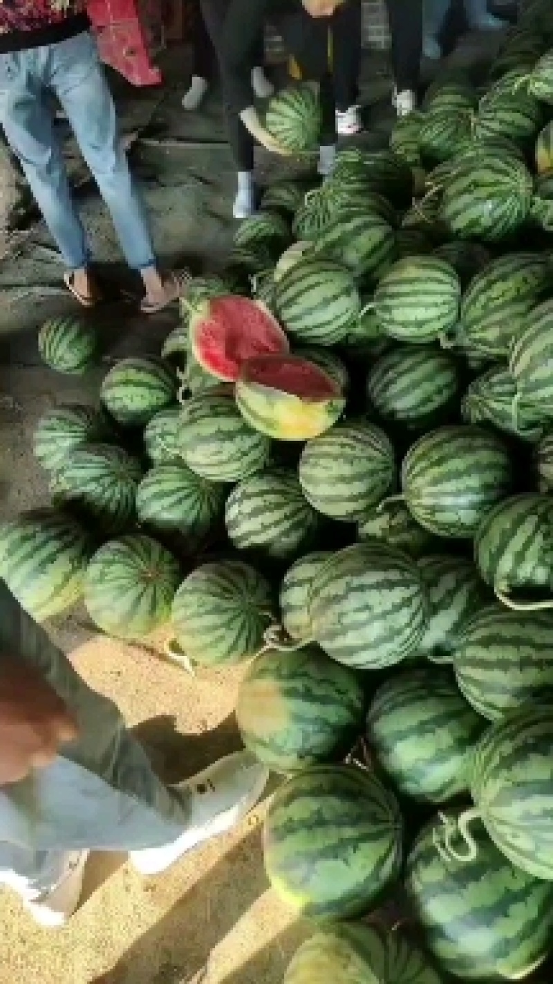 麒麟西瓜个大皮薄大量现货全国发货可视频看货
