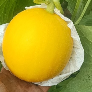 瑞红甜瓜