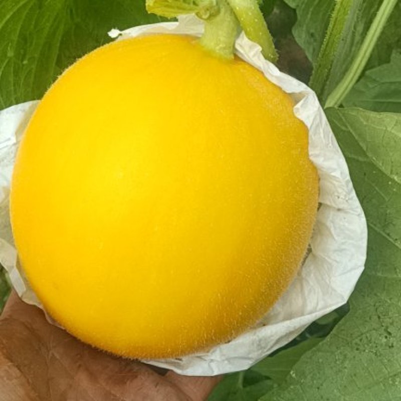 瑞红甜瓜