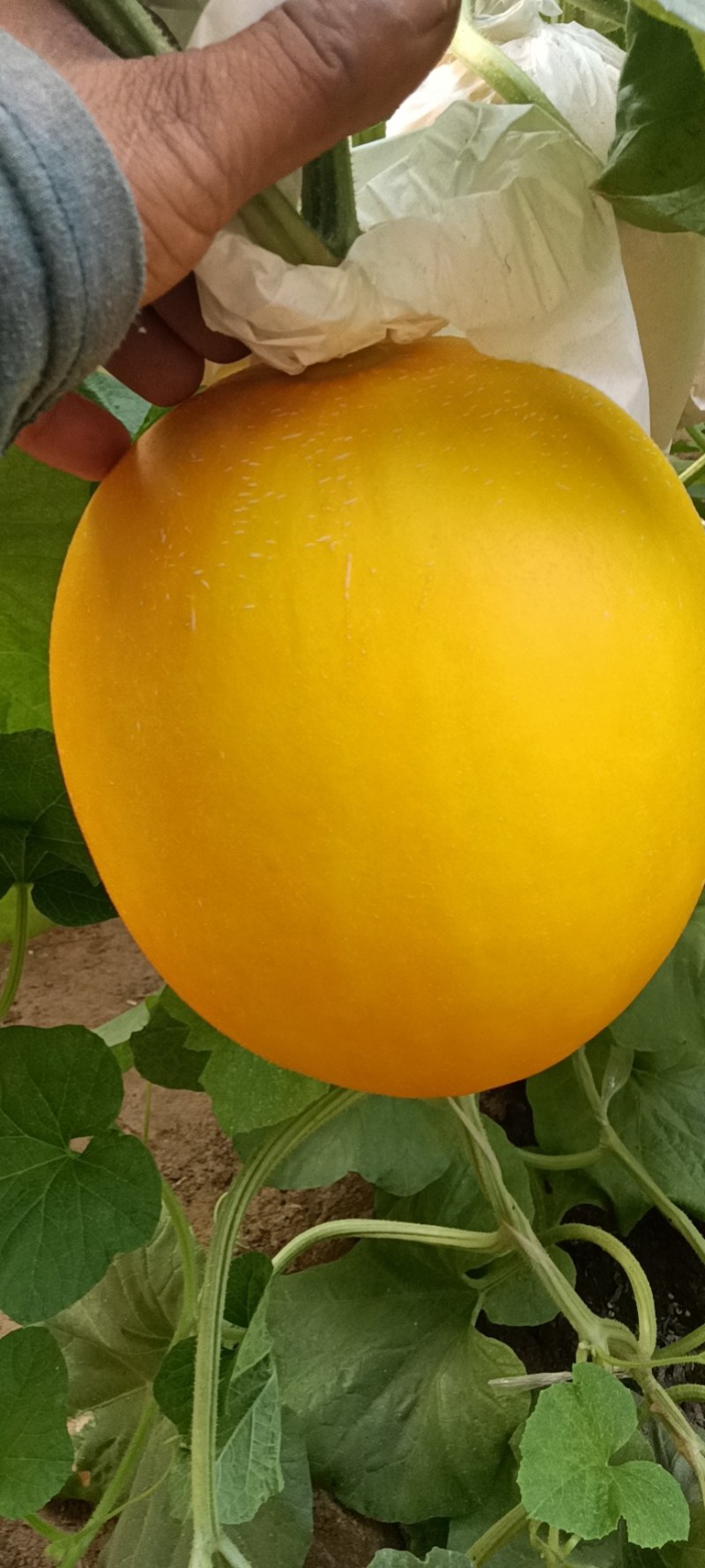 瑞红甜瓜