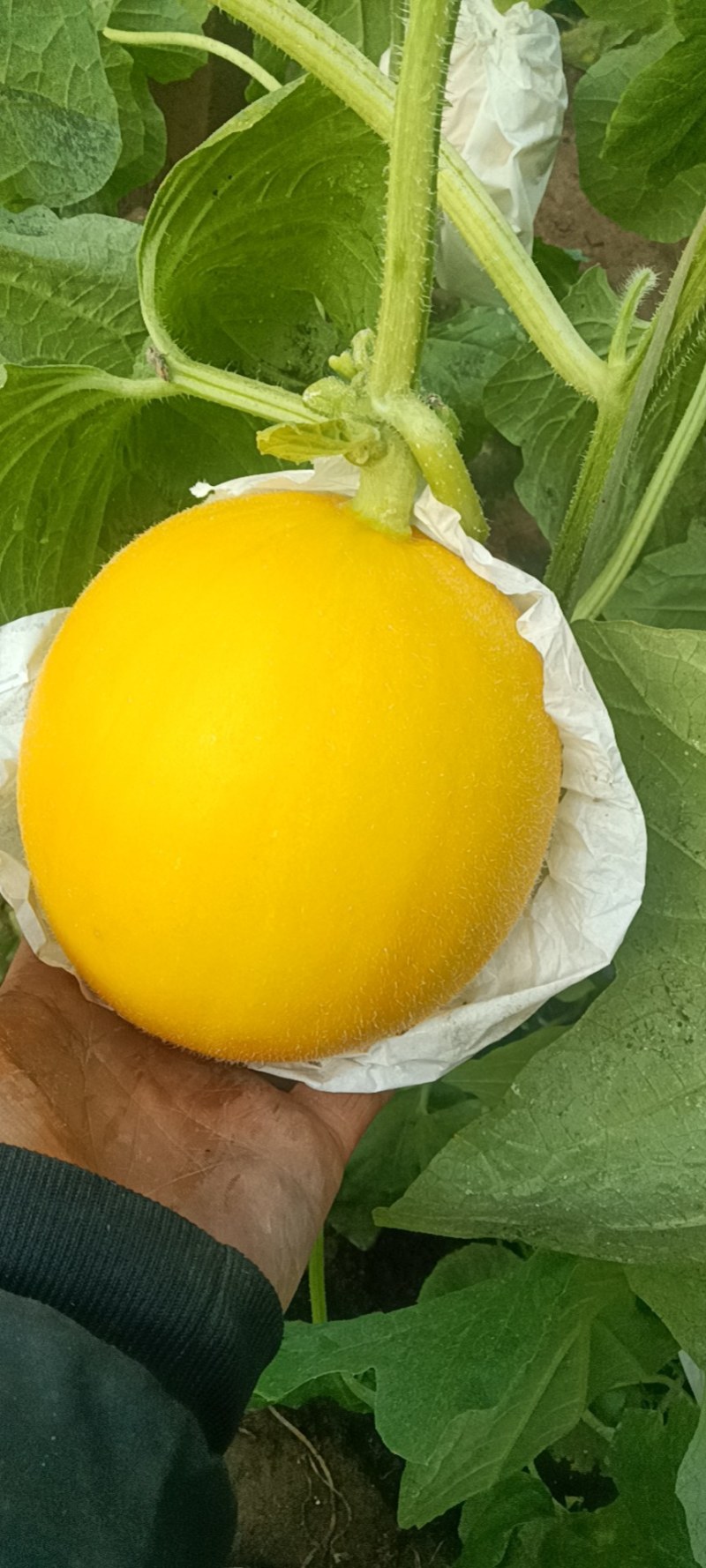 瑞红甜瓜