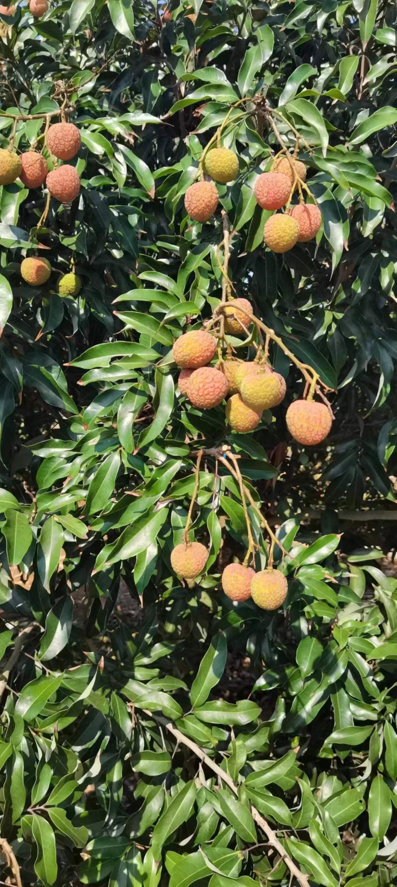 5月10多号成熟白糖罂荔枝