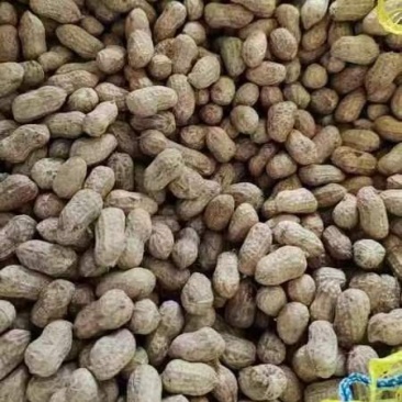 优质红皮白皮花生个头大新鲜农产品形态完整颗粒饱满