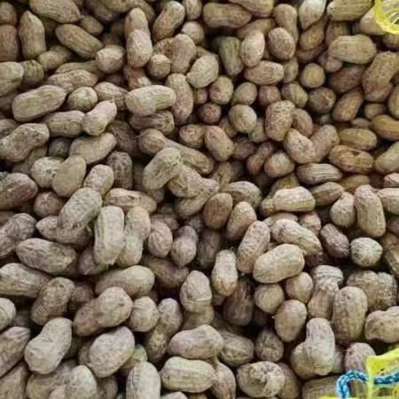 优质红皮白皮花生个头大新鲜农产品形态完整颗粒饱满