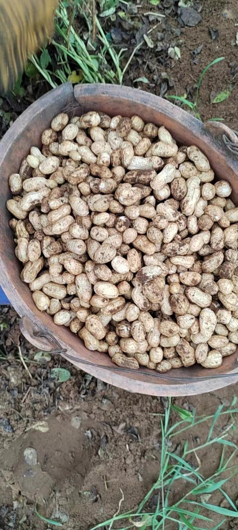 优质红皮白皮花生个头大新鲜农产品形态完整颗粒饱满