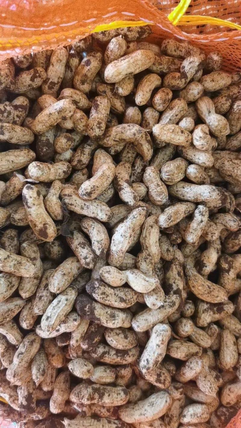 优质红皮白皮花生个头大新鲜农产品形态完整颗粒饱满