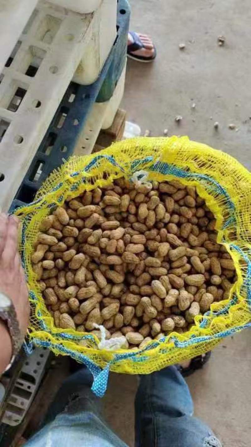 优质红皮白皮花生个头大新鲜农产品形态完整颗粒饱满