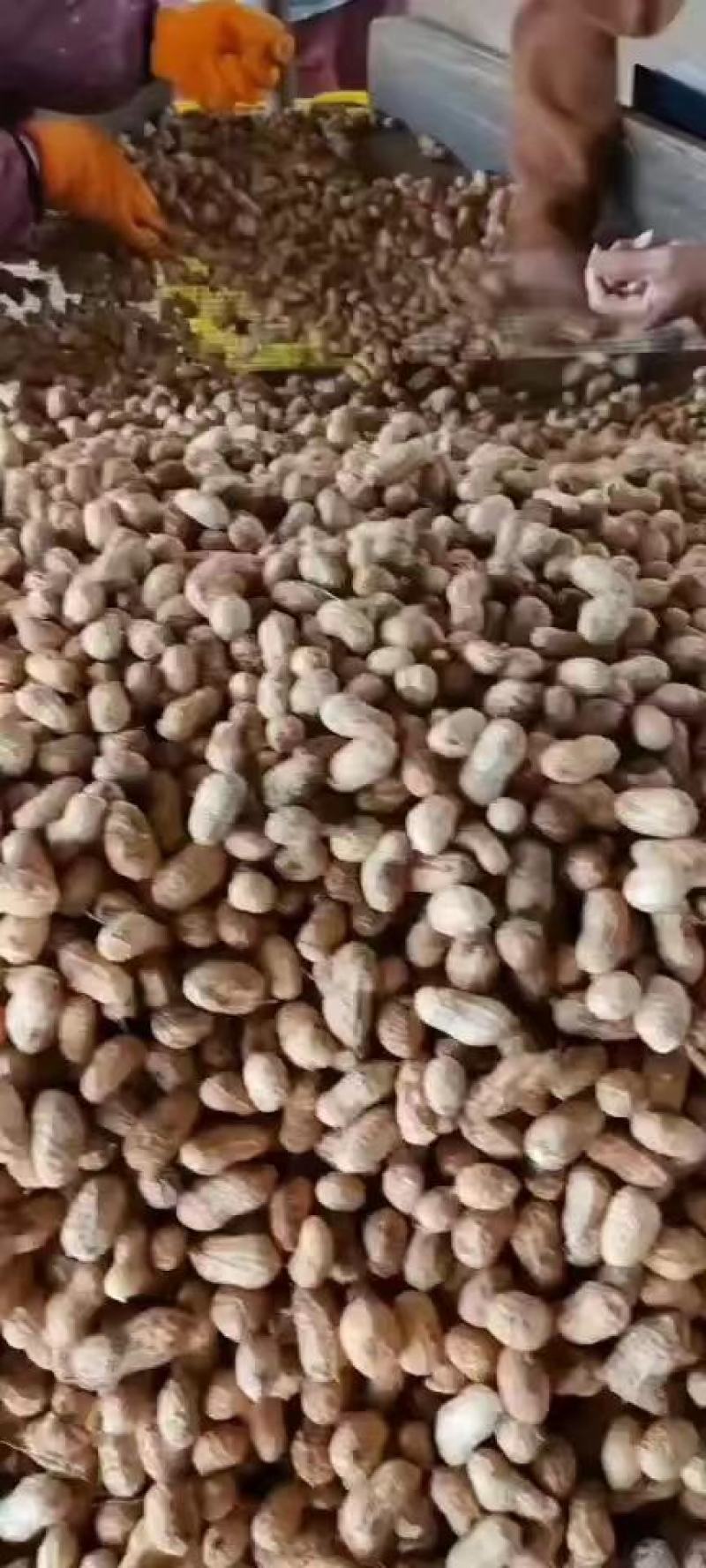 优质红皮白皮花生个头大新鲜农产品形态完整颗粒饱满