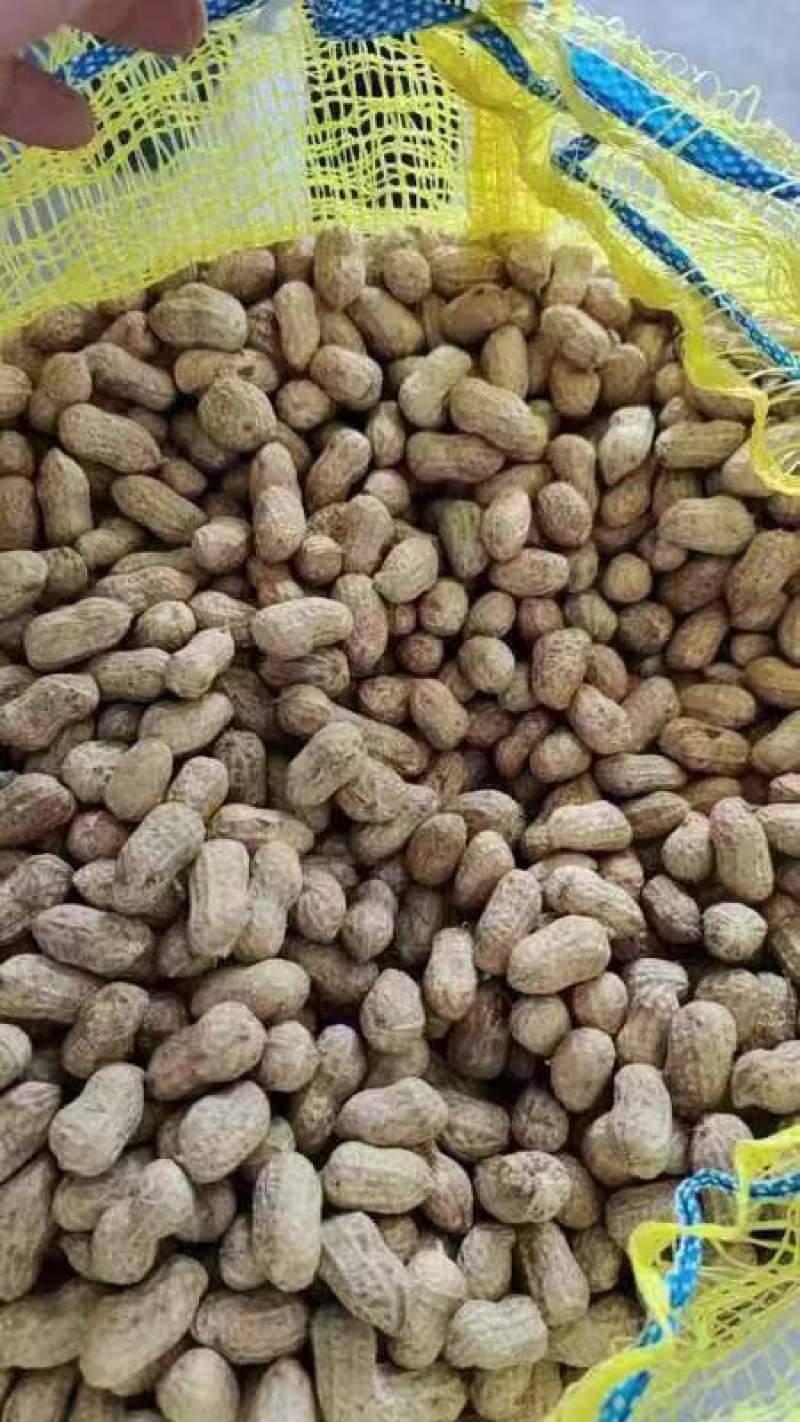 优质红皮白皮花生个头大新鲜农产品形态完整颗粒饱满