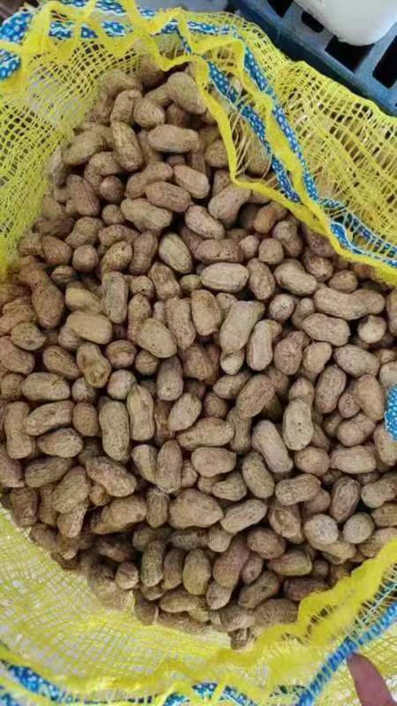 优质红皮白皮花生个头大新鲜农产品形态完整颗粒饱满