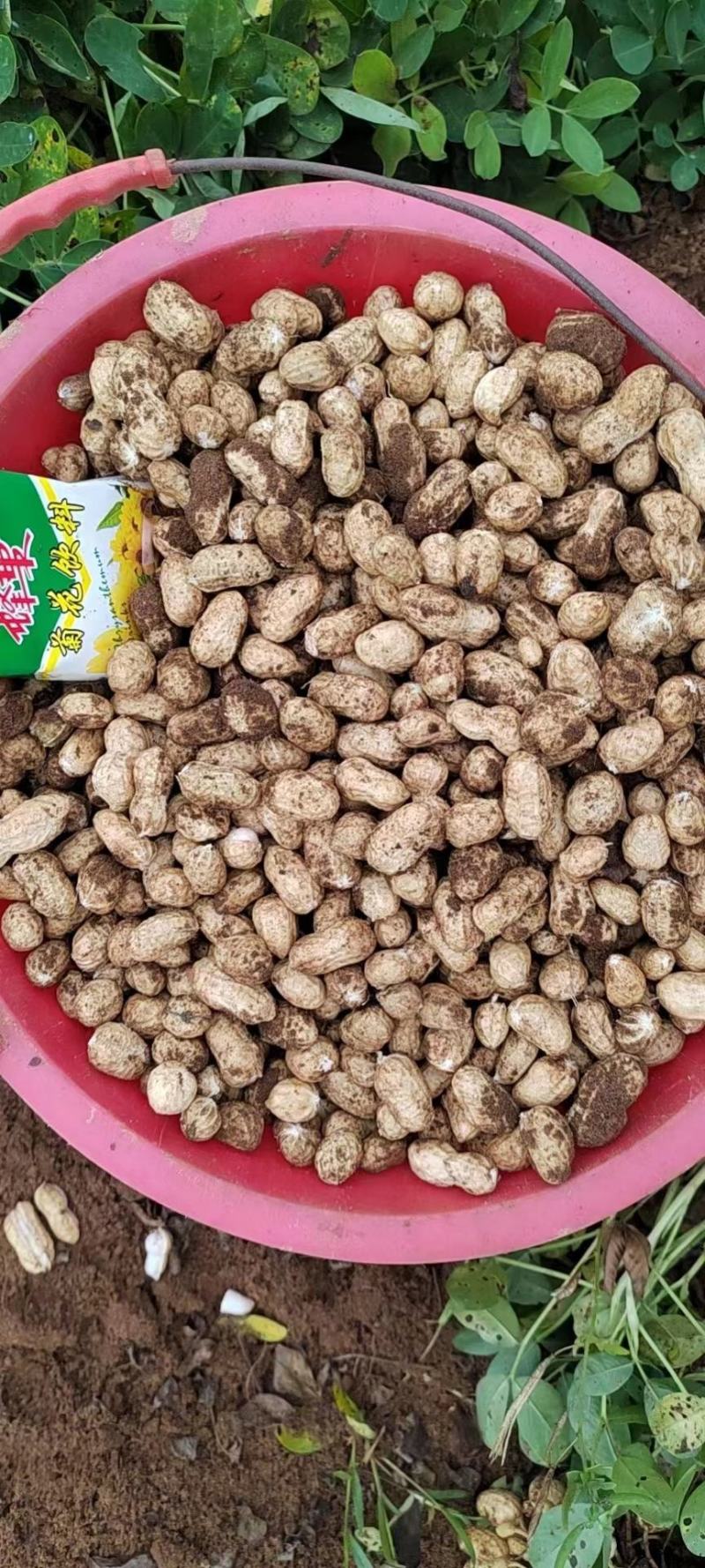 优质红皮白皮花生个头大新鲜农产品形态完整颗粒饱满