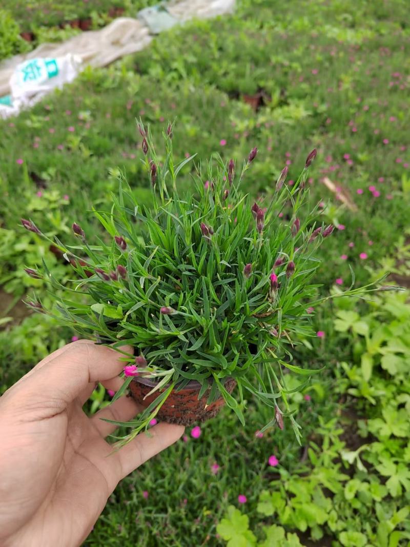 欧石竹