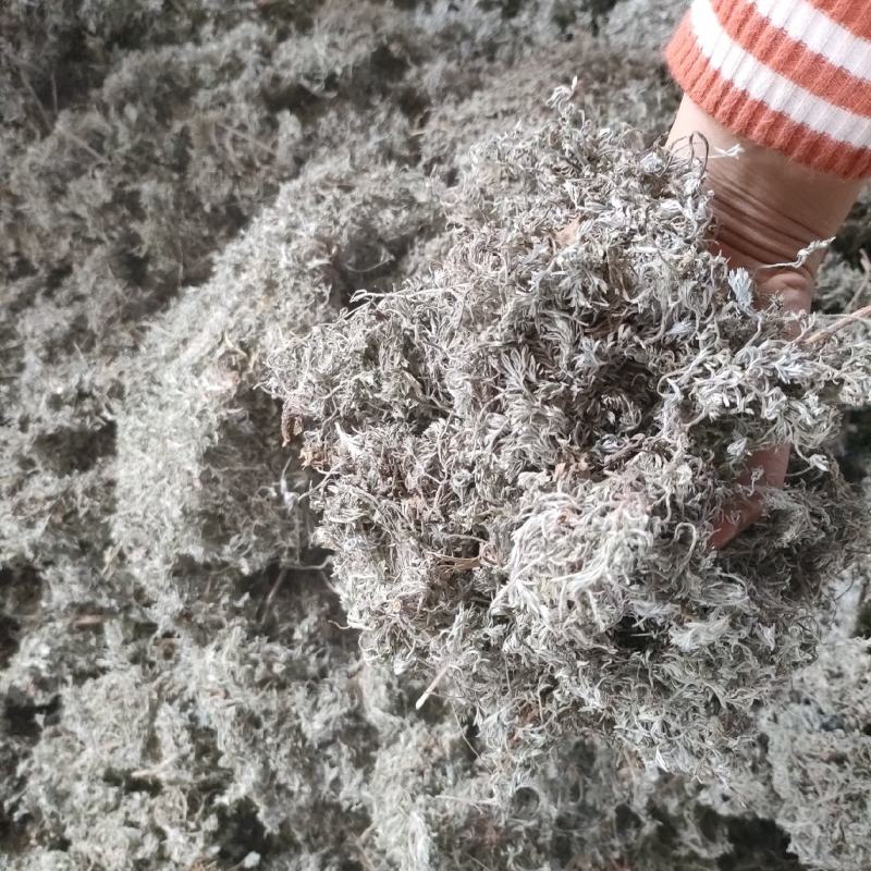 茵陈