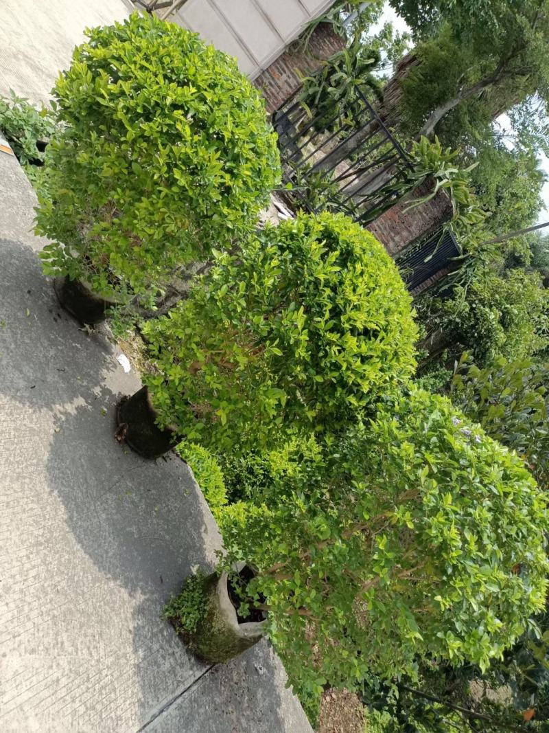 黄金梅球