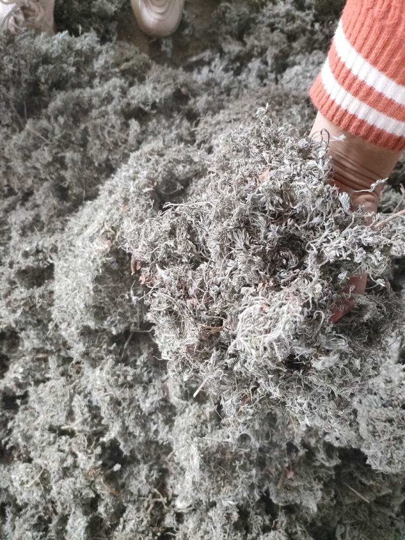 茵陈