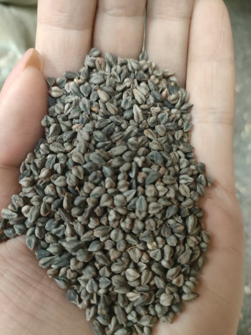 苦荞麦