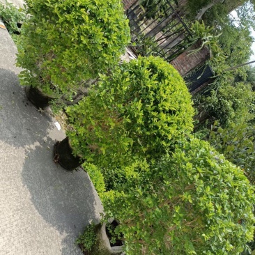黄金梅球
