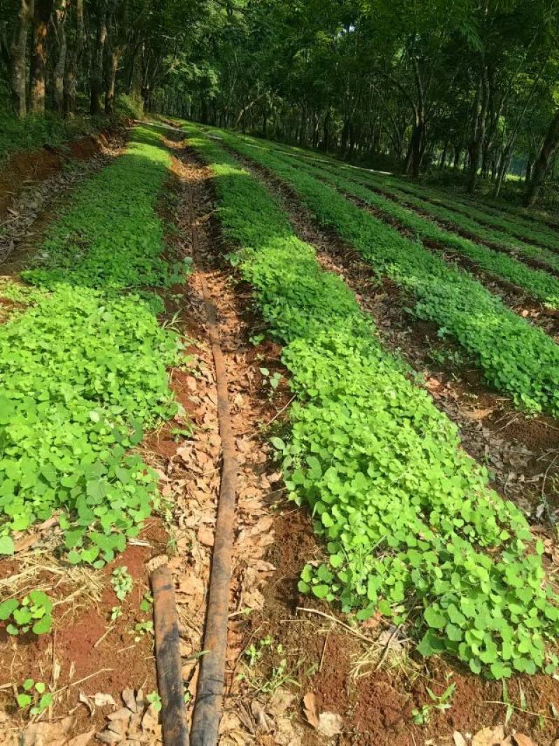 江西正宗粉防己苗露天直播苗免费技术指导包回收