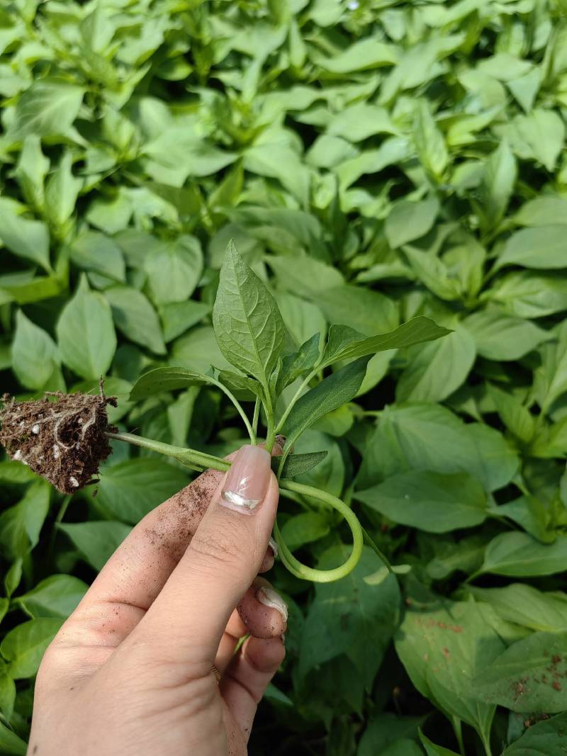 二荆条辣椒苗
