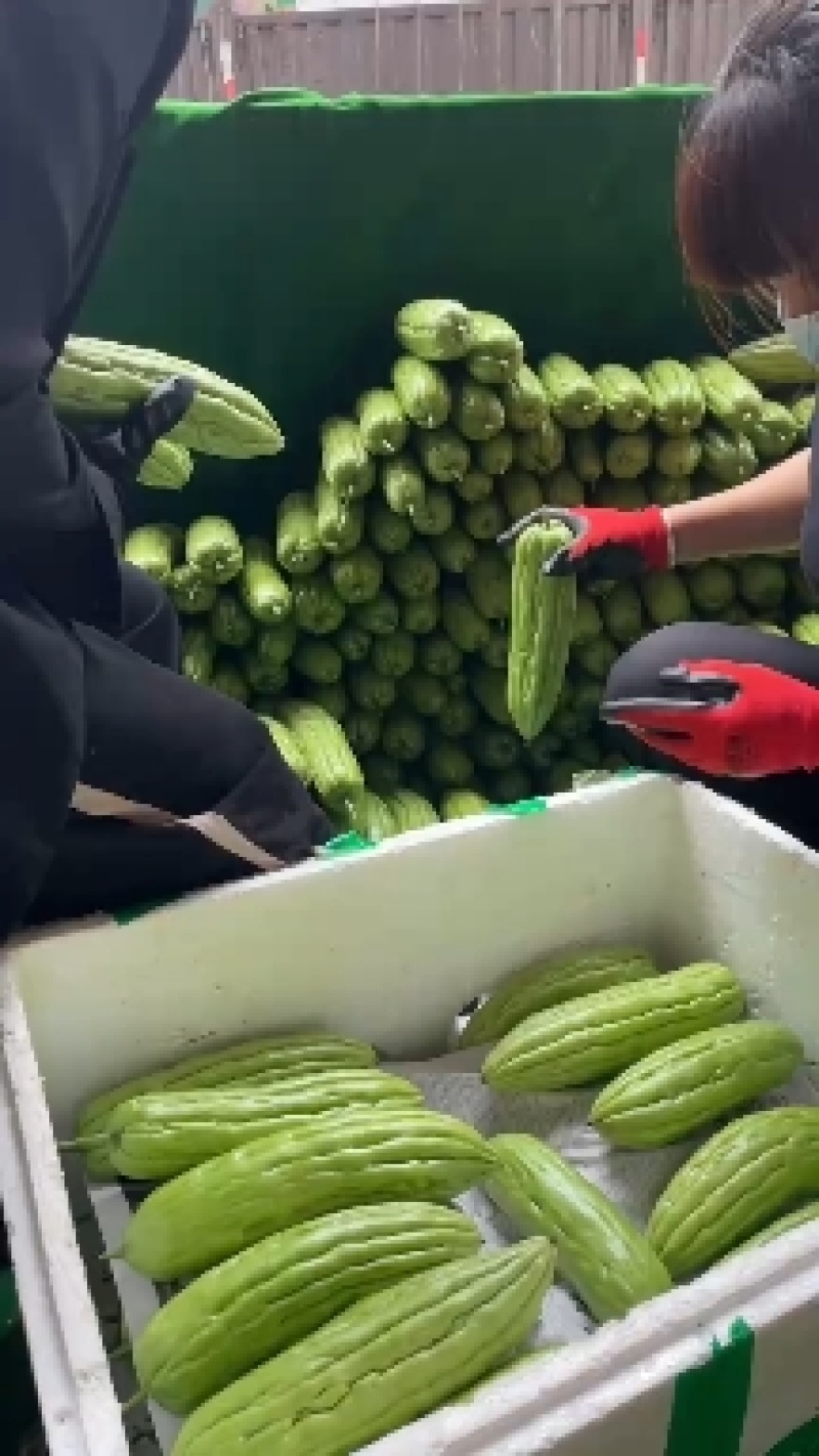 【牛商精品】绿油苦瓜一手货源，大量供应，产地直发