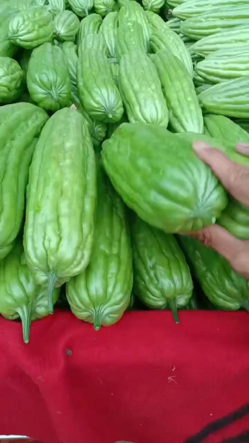 【牛商精品】绿油苦瓜一手货源，大量供应，产地直发