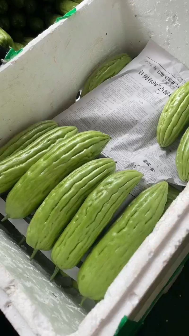 【牛商精品】绿油苦瓜一手货源，大量供应，产地直发