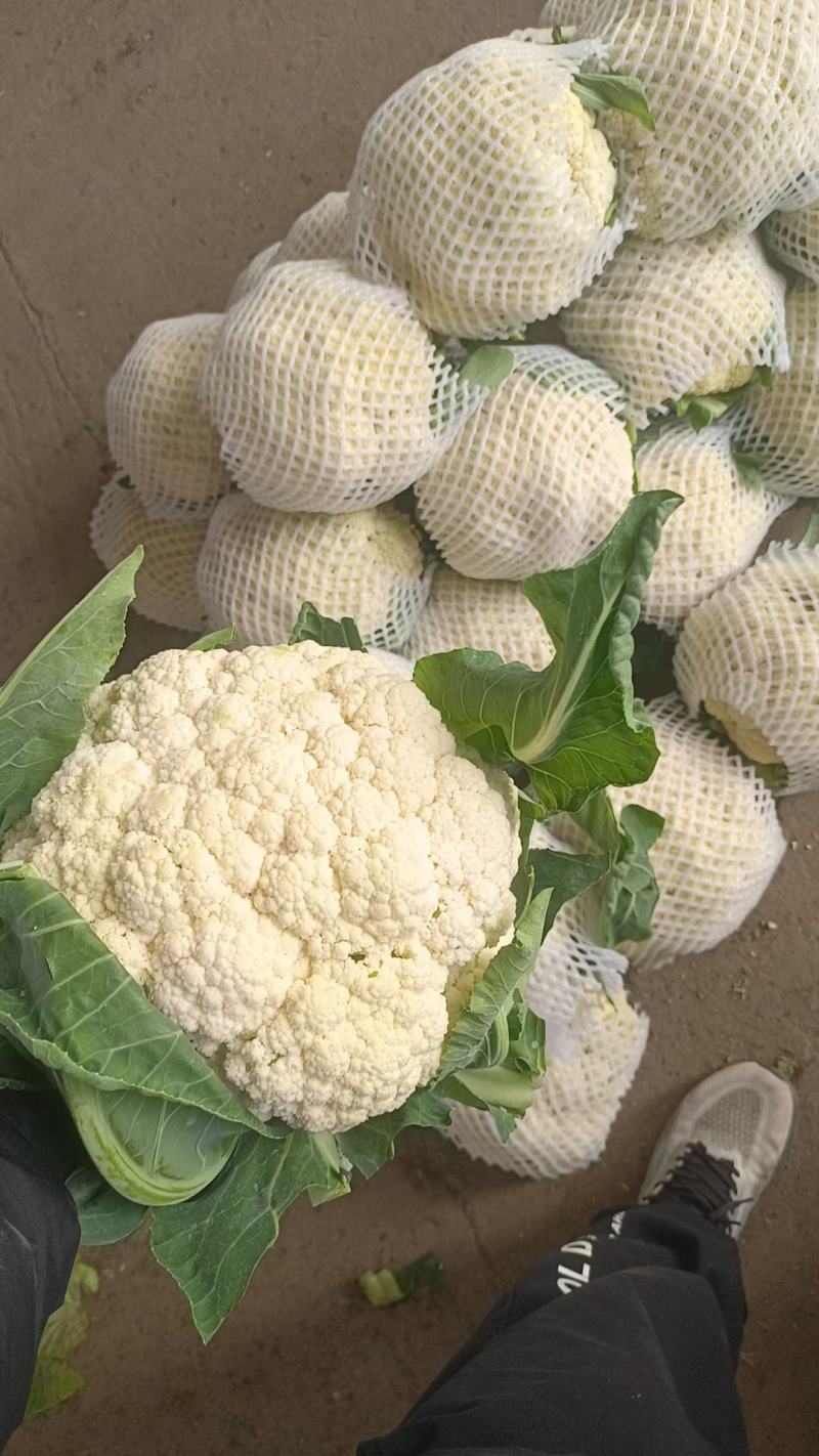 白面青梗松花菜有机花圆整小米粒花白量大质优