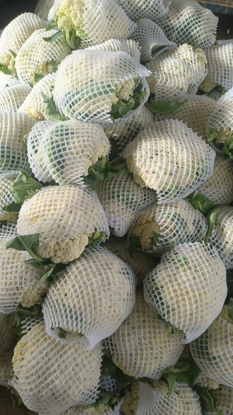 白面青梗松花菜有机花圆整小米粒花白量大质优