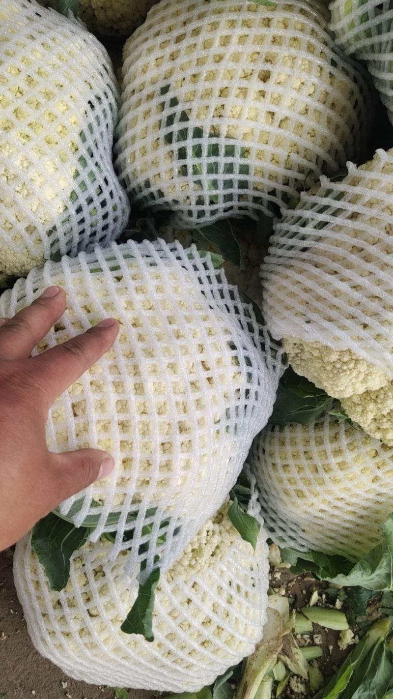白面青梗松花菜有机花圆整小米粒花白量大质优