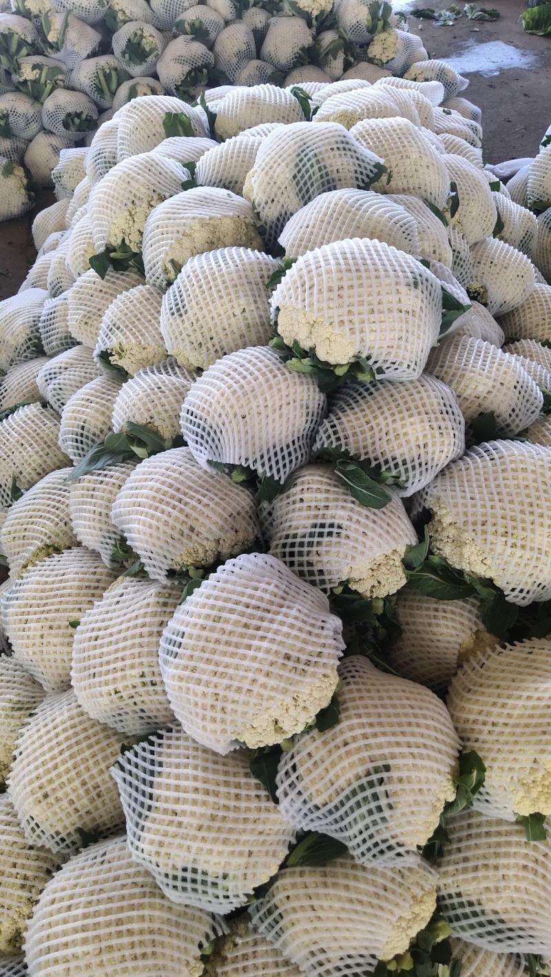 白面青梗松花菜有机花圆整小米粒花白量大质优