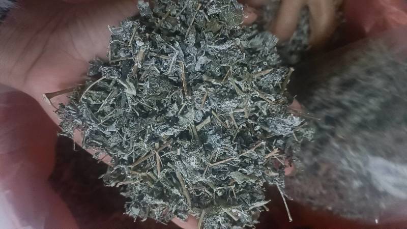 广西大瑶山野生银藤茶