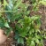 广西大瑶山野生银藤茶