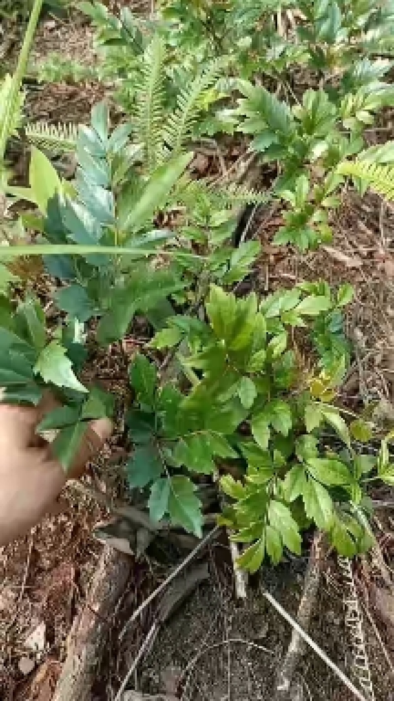 广西大瑶山野生银藤茶