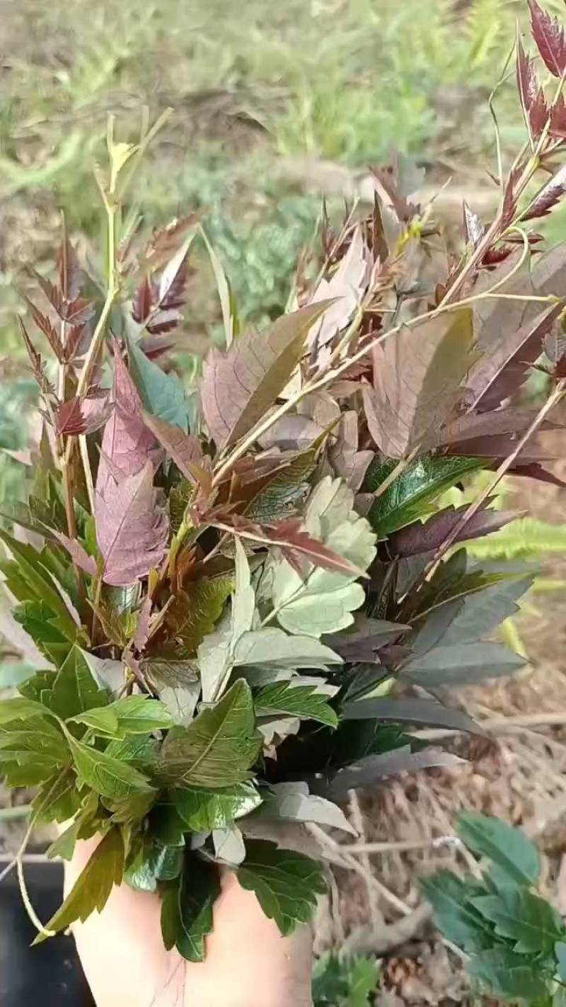 广西大瑶山野生银藤茶