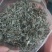广西大瑶山野生银藤茶
