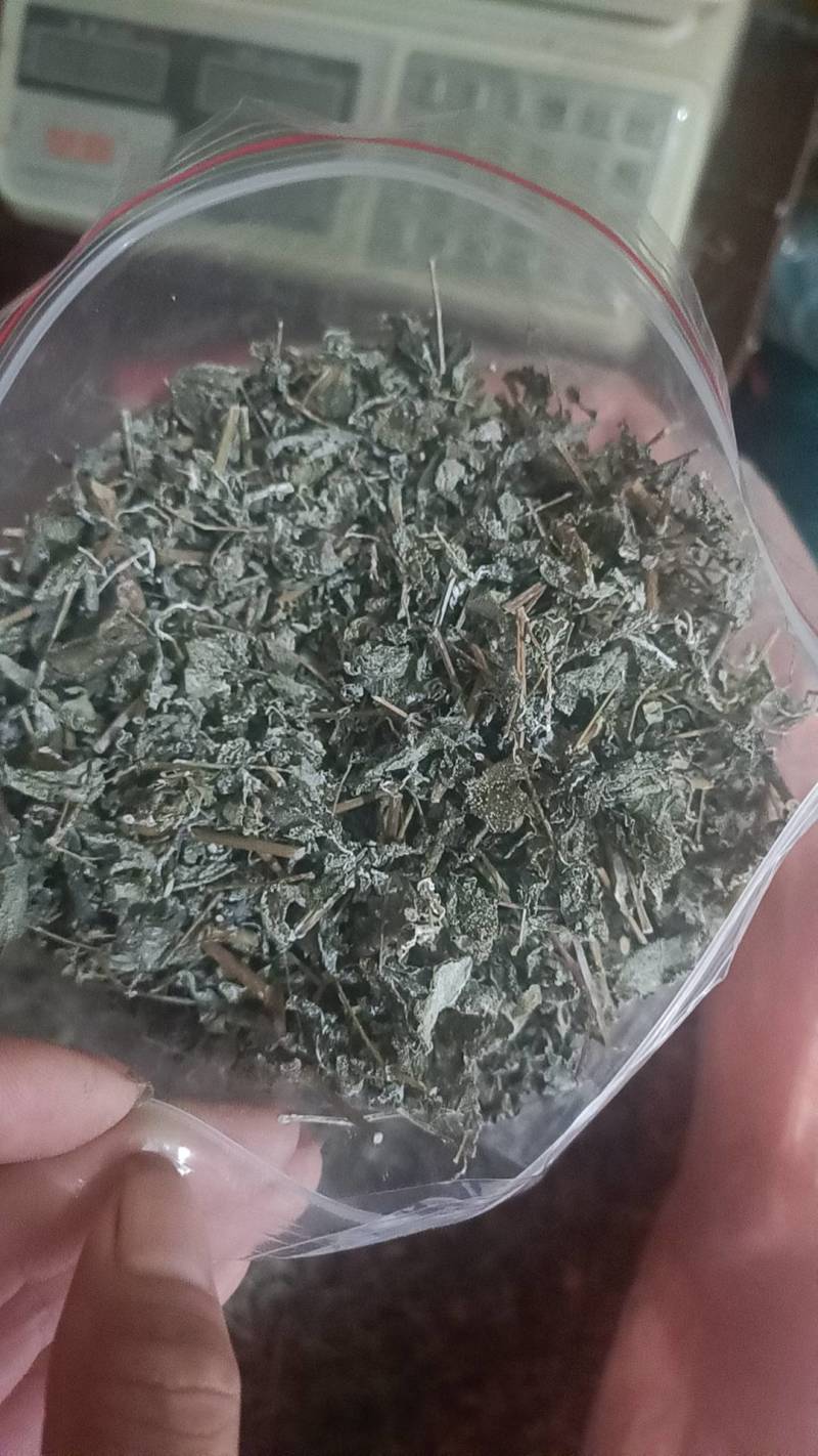 广西大瑶山野生银藤茶