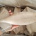 鱿鱼筒鱿鱼头一手货源量大询价