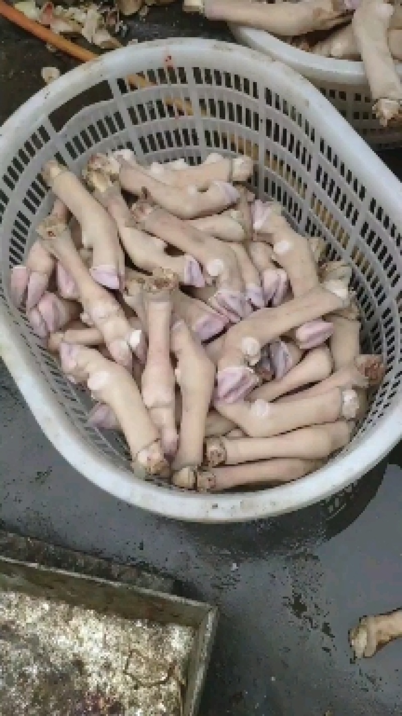 水退羊蹄大量现货，需要老板联系。发货地址，河北石家庄