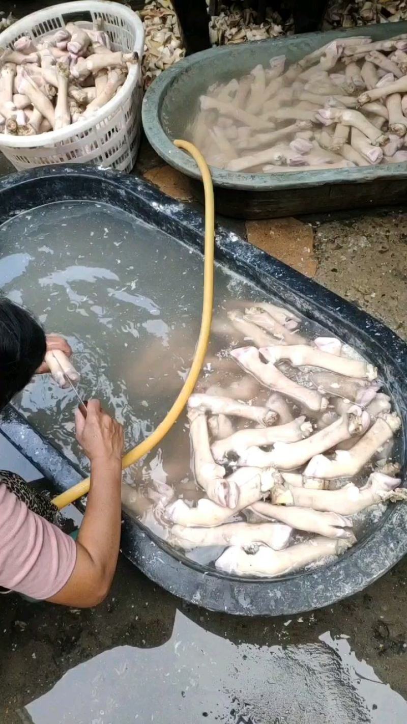 水退羊蹄大量现货，需要老板联系。发货地址，河北石家庄