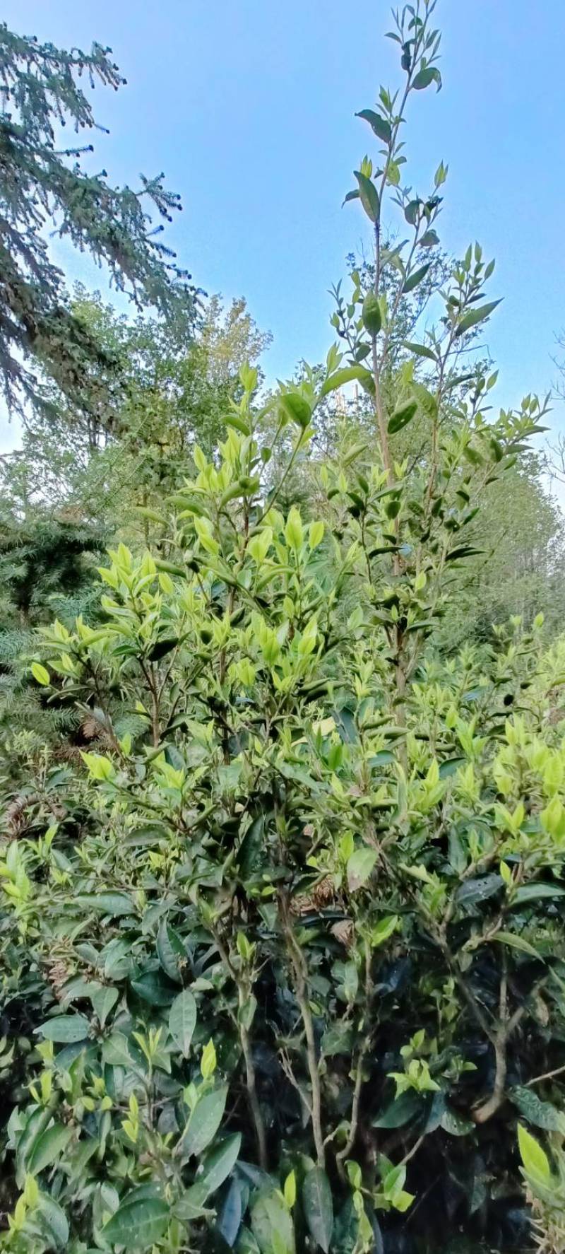 广西大瑶山高山云雾红茶