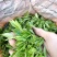 广西大瑶山高山云雾红茶