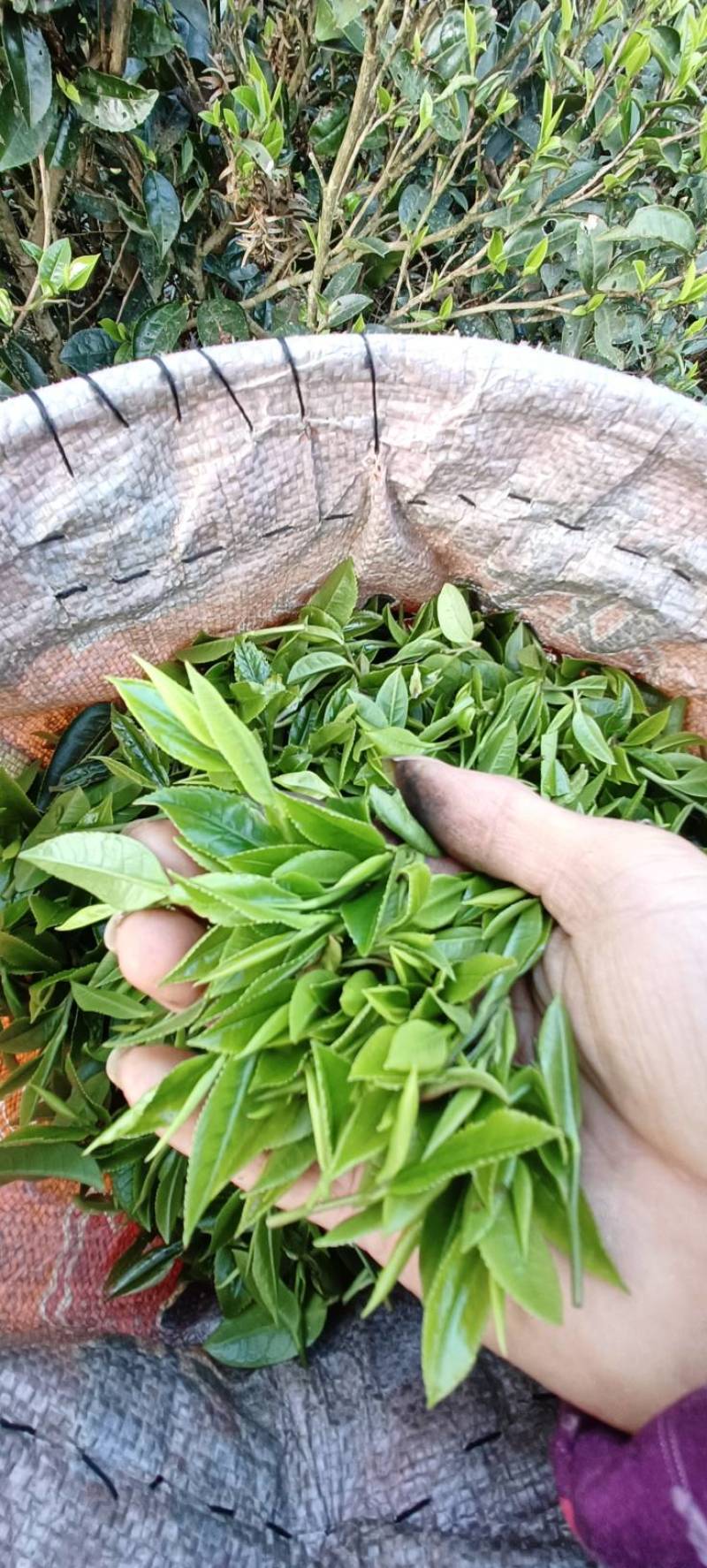 广西大瑶山高山云雾红茶