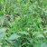 高山红茶金秀大瑶山高山云雾红茶。口感好