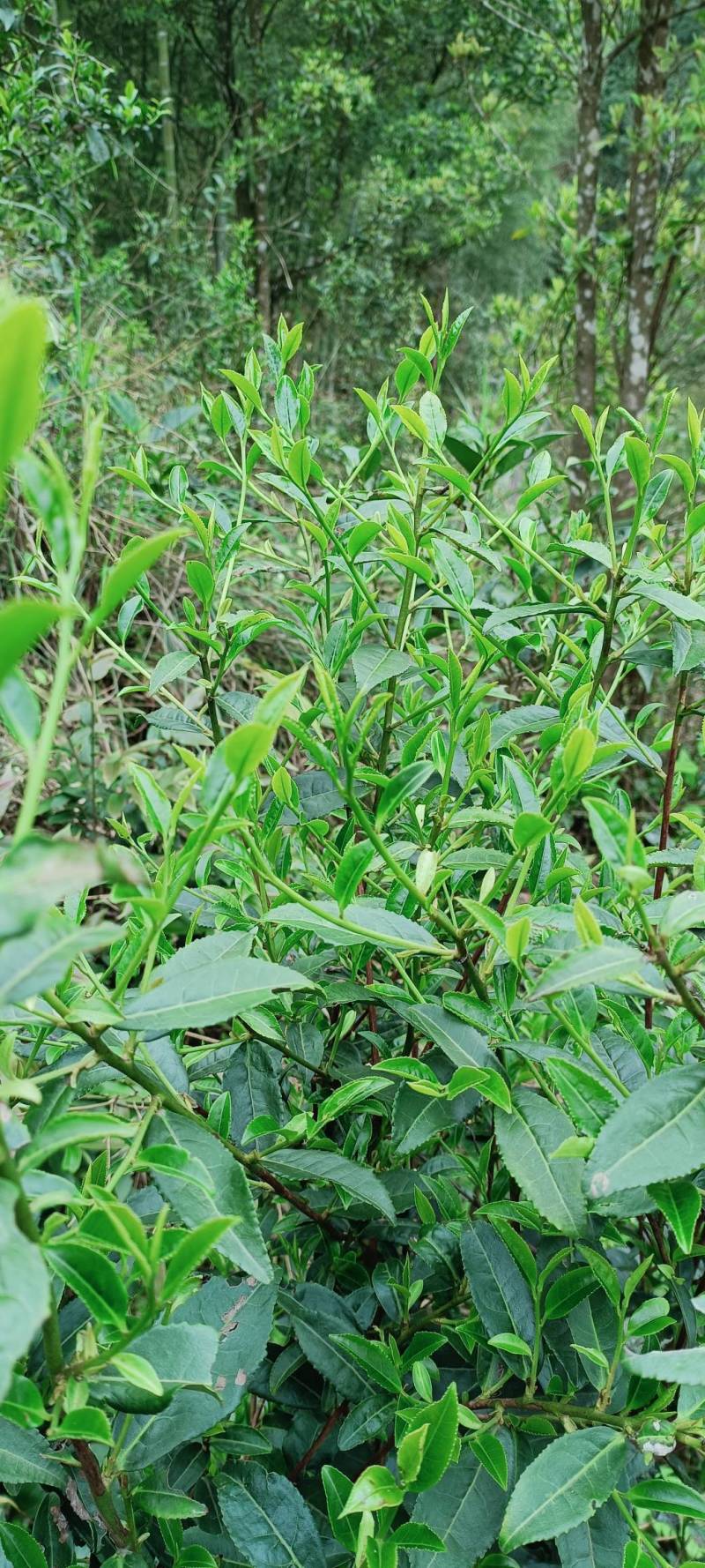 高山红茶金秀大瑶山高山云雾红茶。口感好