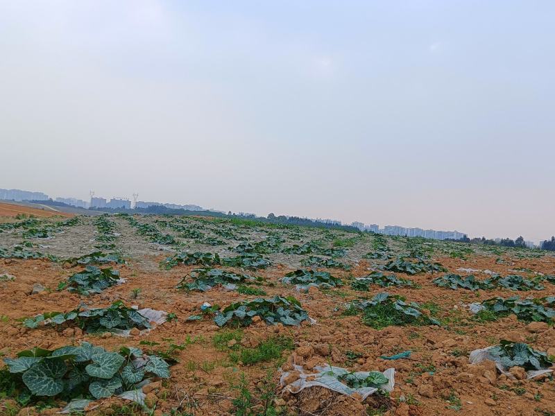 新鲜南瓜苗，南瓜尖，基地直供每天有货持续到8月