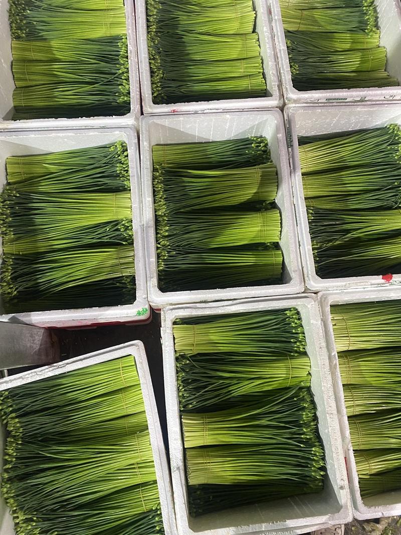 精品韭苔，价格合适，各种规格，全国发货。