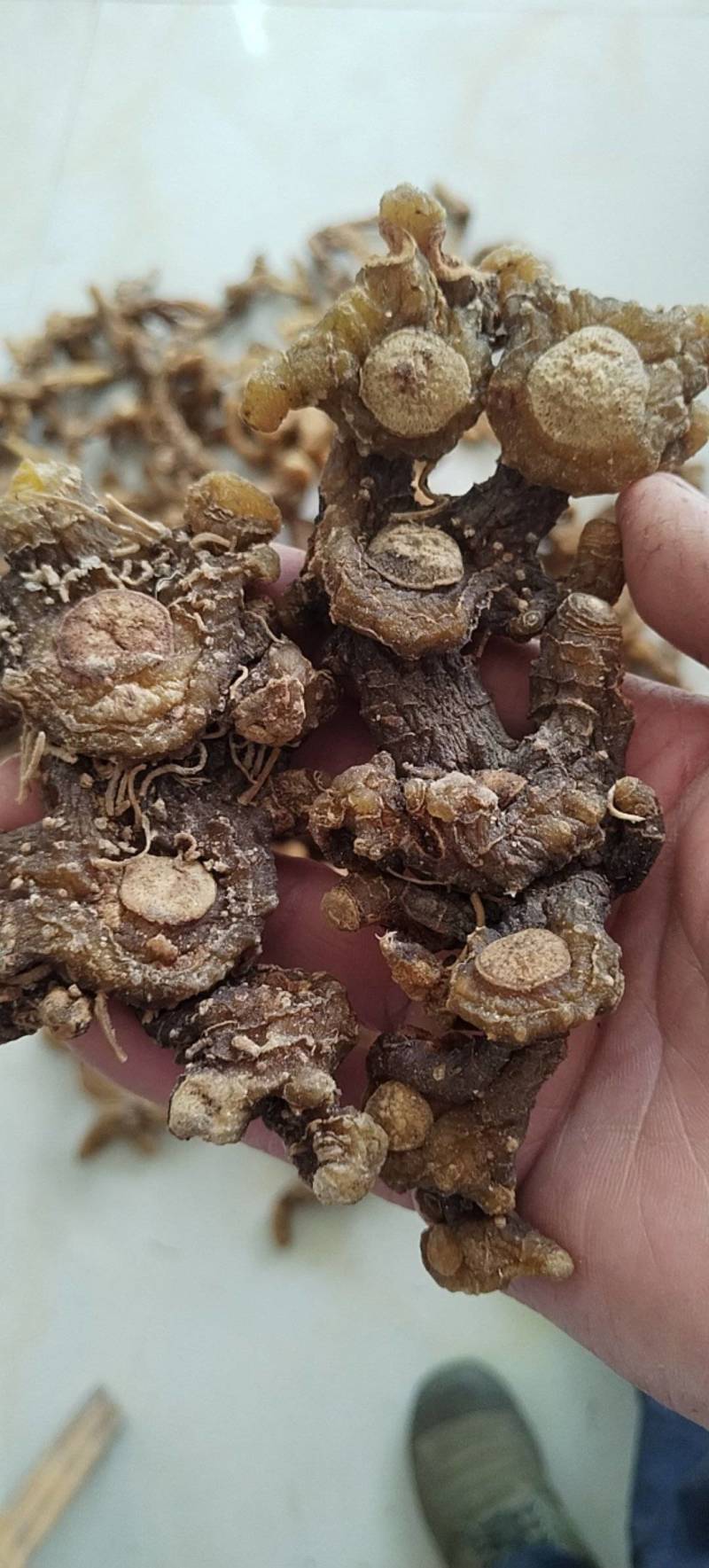 （包邮）《干货》野生多花姜形甜黄精，精品货质量保证