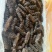 无糖无料纯淡干海参，微电商直播短视频专用