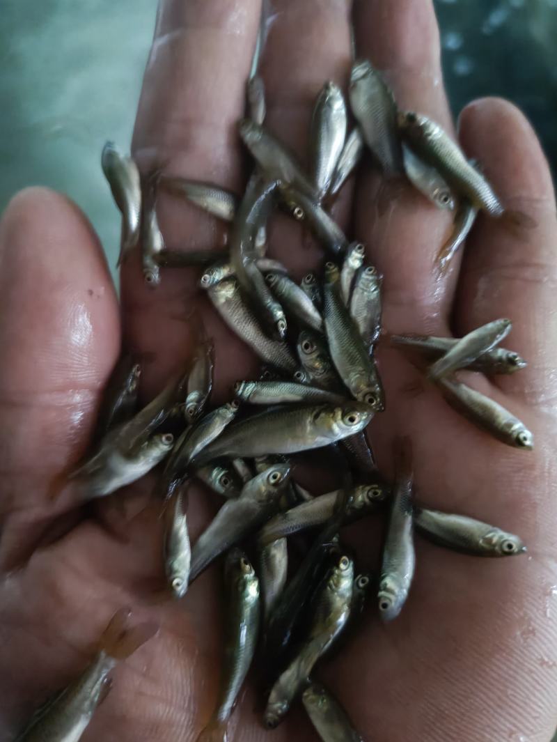 草鱼苗，长江一号草鱼苗快大型优质，塘口直销技术提供
