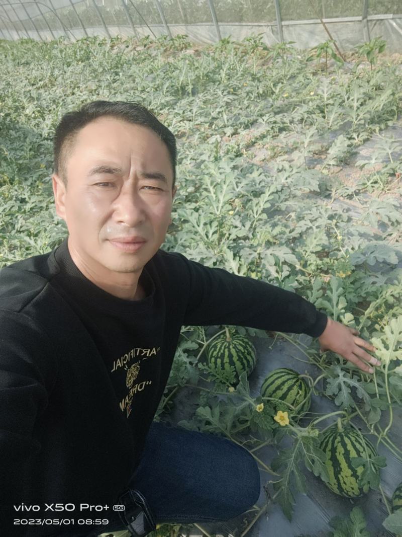 西瓜成熟了，品种是美都，口感纯正甜度高，价格美丽欢迎合作